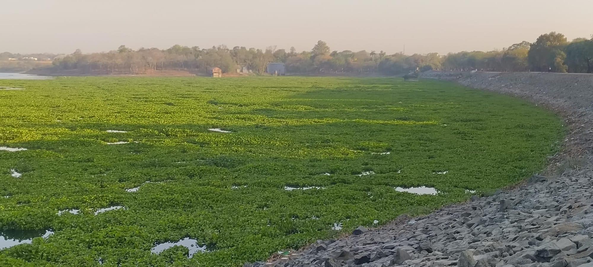 A lake surface almost completely covered by a dense green mat of water hyacinth, with only small patches of open water. A stone-faced embankment curves along the right side, and a low line of trees and a few small buildings stand on the far shore in hazy light.