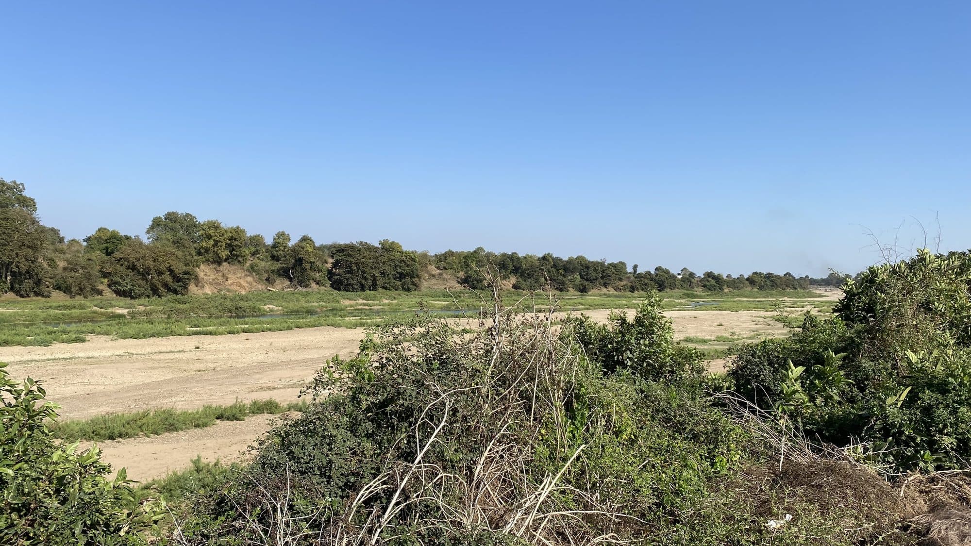 A broad, sandy riverbed under a clear blue sky, with low green growth in patches and a line of trees on the far bank. Dry shrubs and grass fill the foreground.