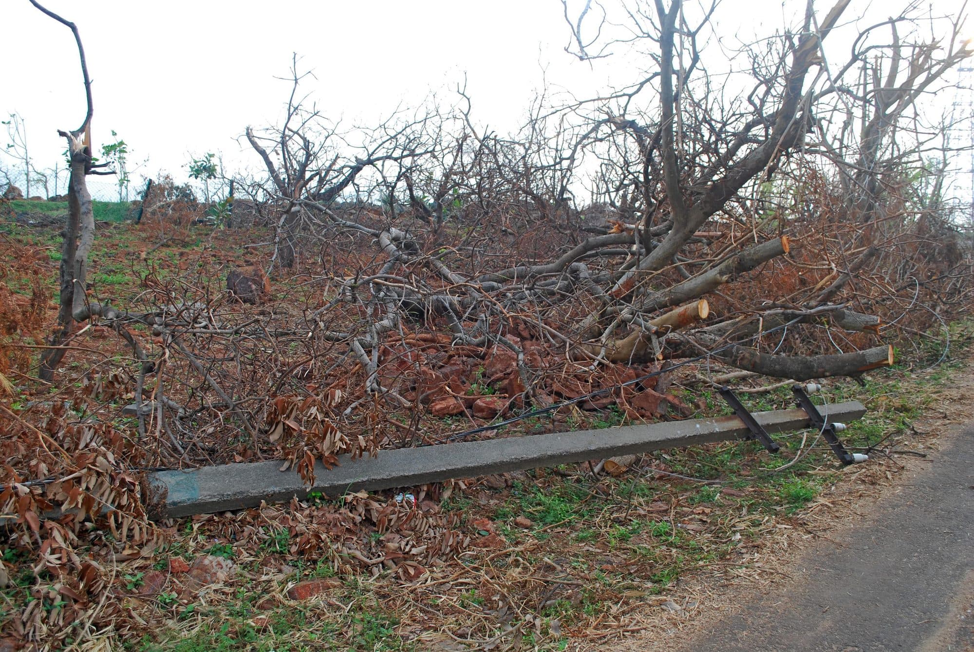 Fallen trees and a toppled pole beside a road on Kailasagiri hill, two weeks after Cyclone Hudhud, with bare, broken branches against a grey sky.